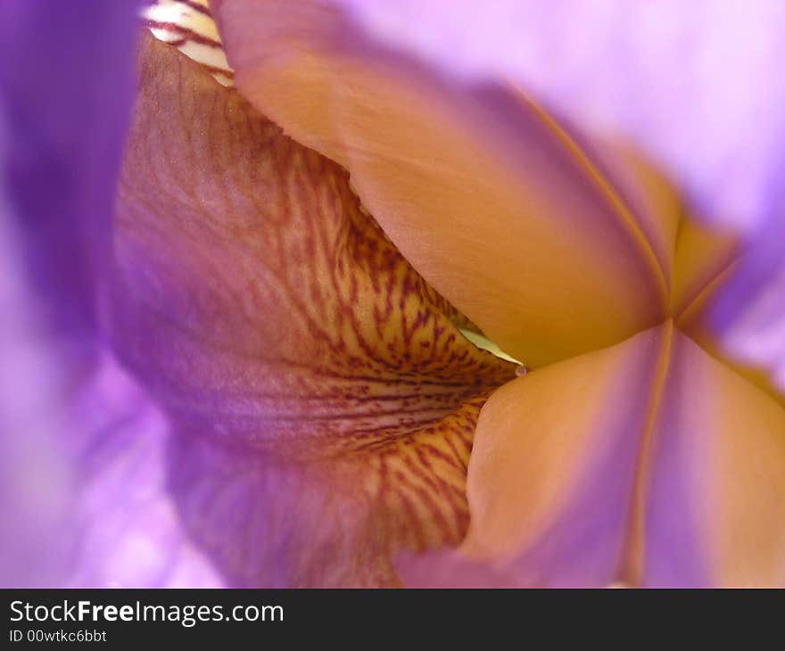 Iris flower