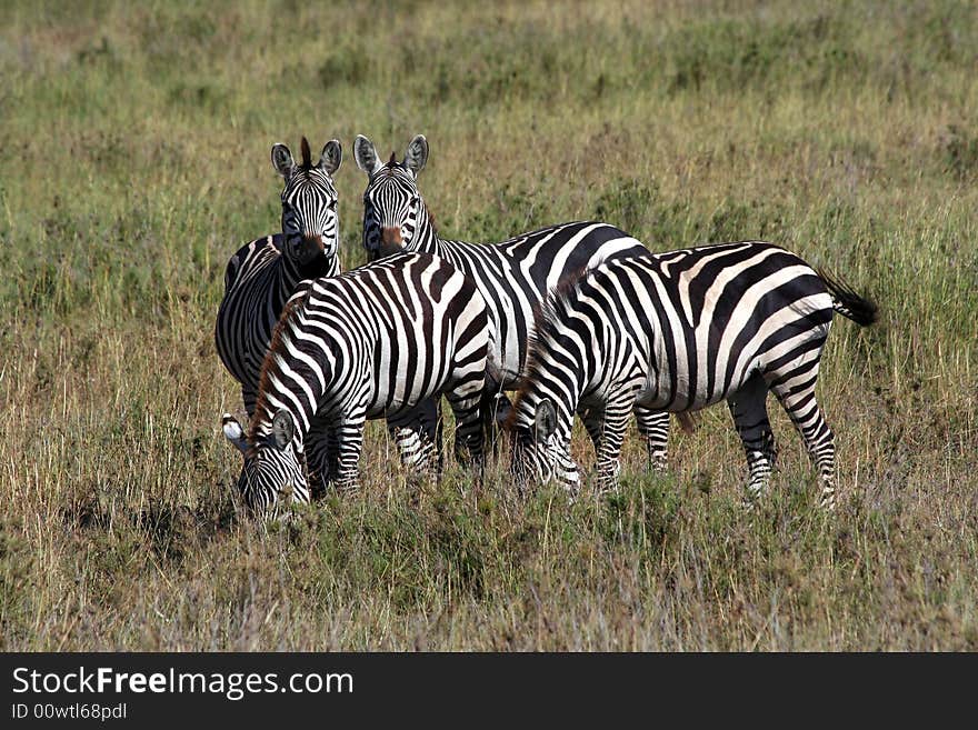 Zebra family in Africa, Tanzania. Zebra family in Africa, Tanzania