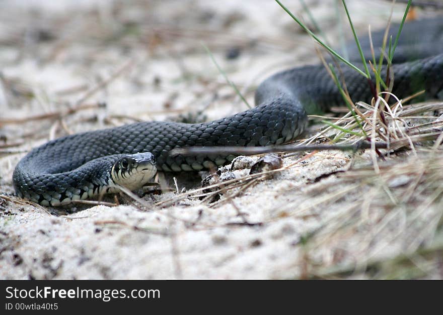 Grass-snake Natrix natrix on the beach