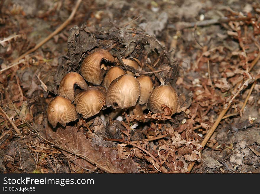 Few mushrooms under the tree