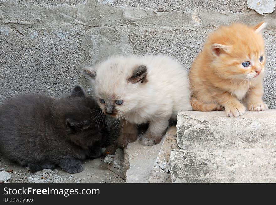 Three multi-coloured little- 1 month old- kittens sitting on stairs. Three multi-coloured little- 1 month old- kittens sitting on stairs