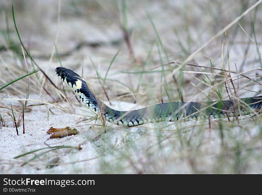 Grass-snake Natrix natrix on the beach