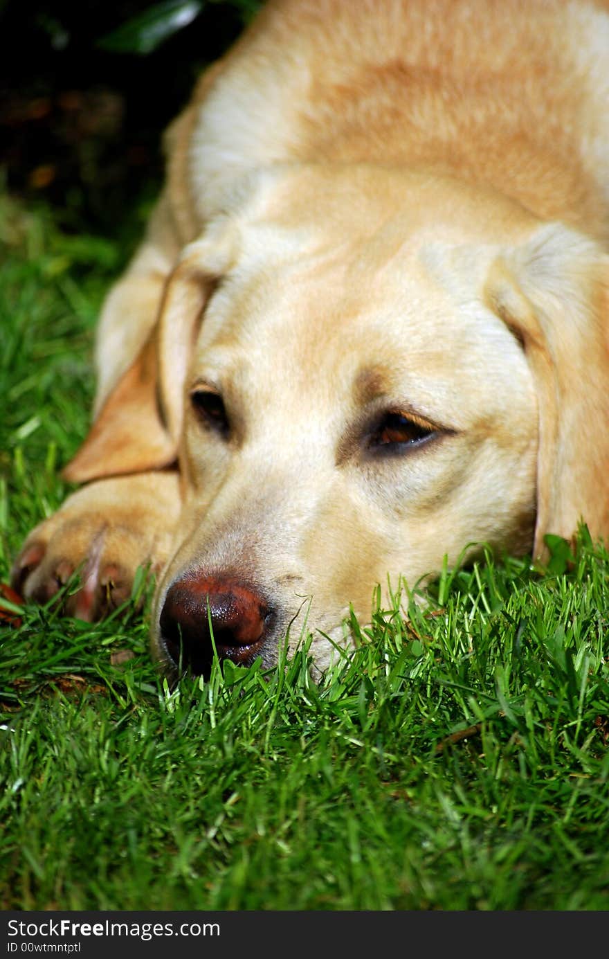 Yellow labrador puppy laying in the sunshine