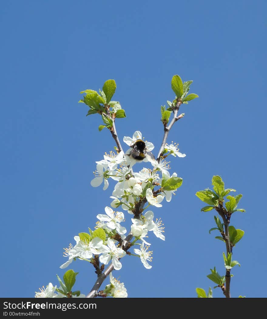 Blossoming cherry