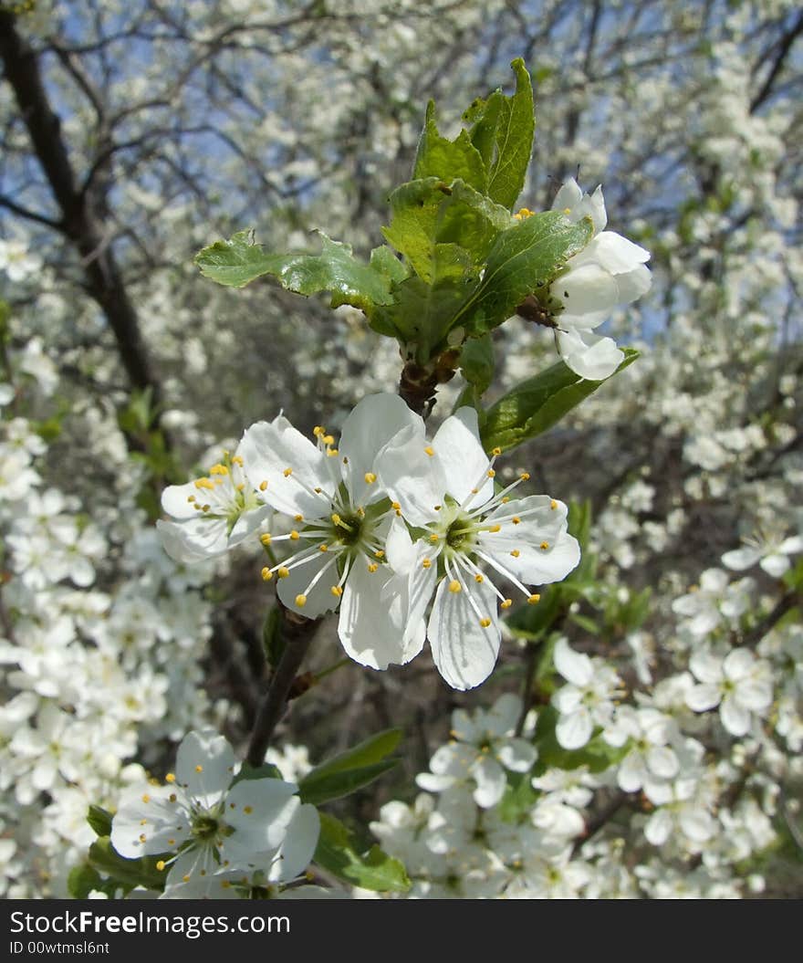 Blossoming cherry