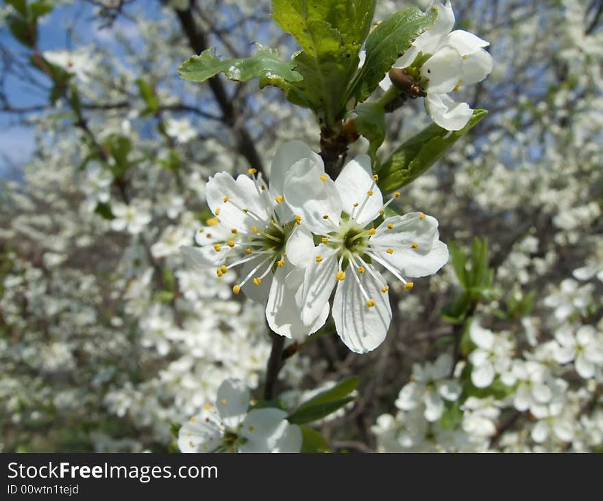 Blossoming cherry