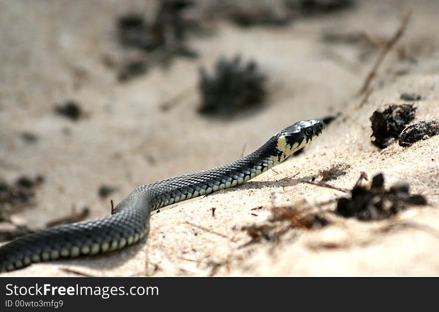 Grass-snake Natrix natrix on the beach