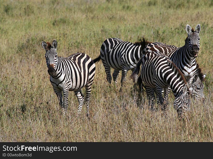 Zebra family in Africa, Tanzania. Zebra family in Africa, Tanzania