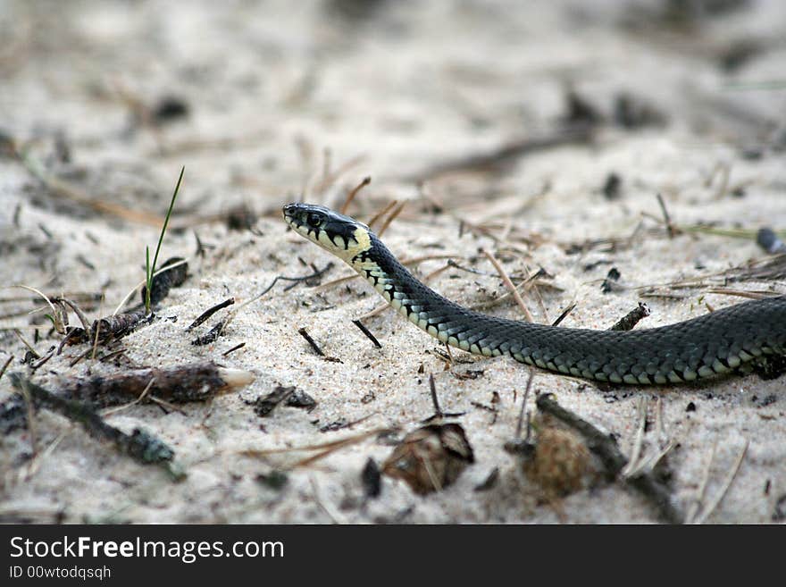 Grass-snake