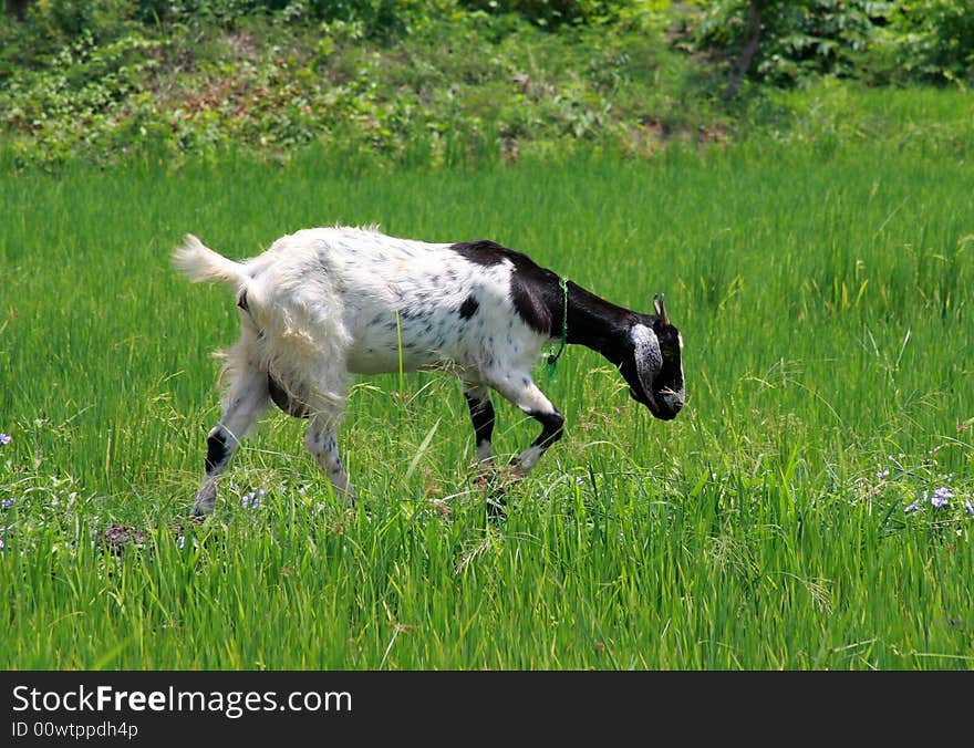 goat in the long grass cambodia