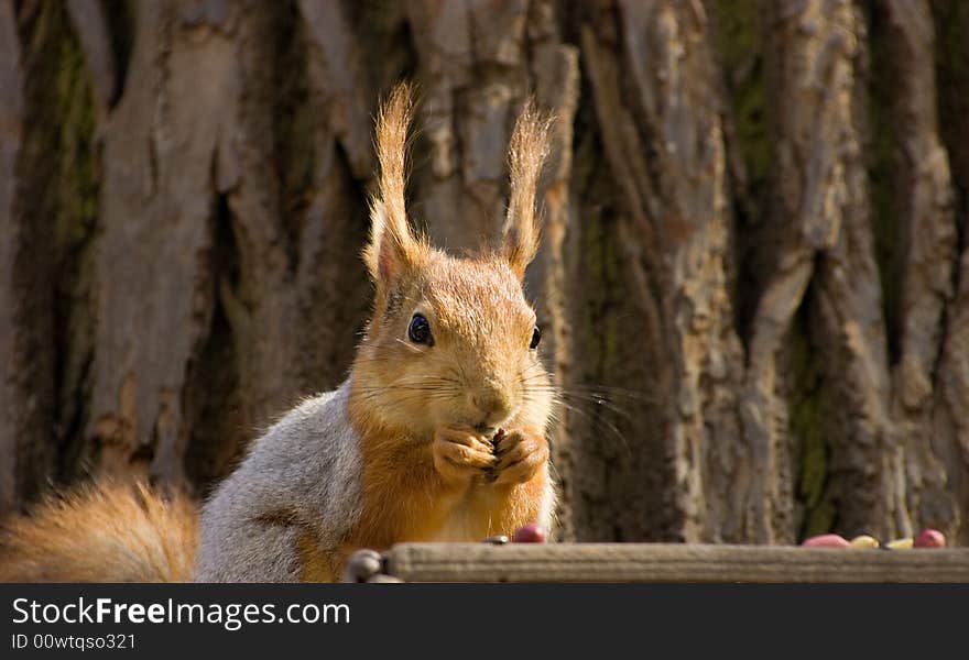 Red squirrel in its natural habitat eating a nut. Red squirrel in its natural habitat eating a nut.