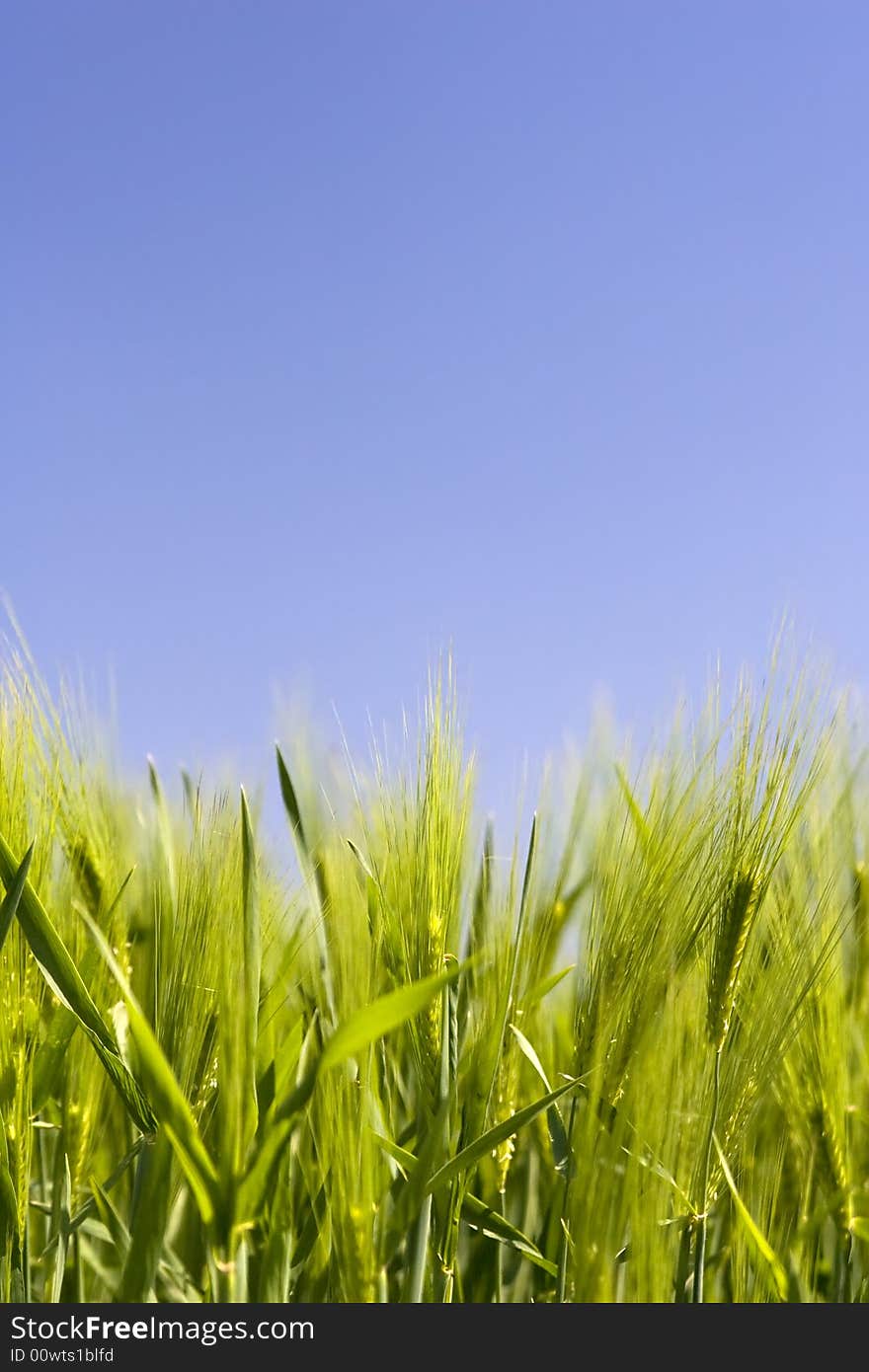 Green wheat field with blue sky