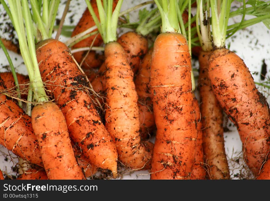 Fresh carrots 1