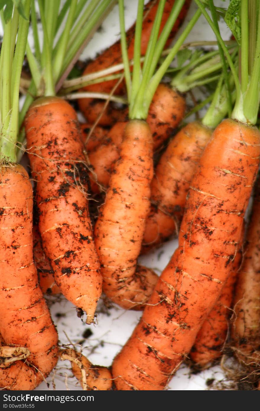 Fresh carrots 3