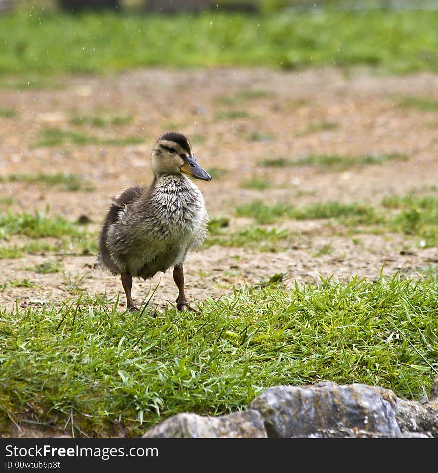 Juvenile Mallard Duck standing in a small grassy area.