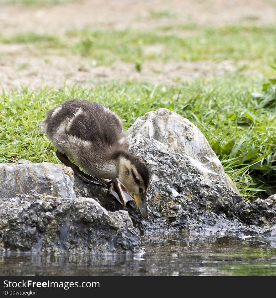 Juvenile Mallard