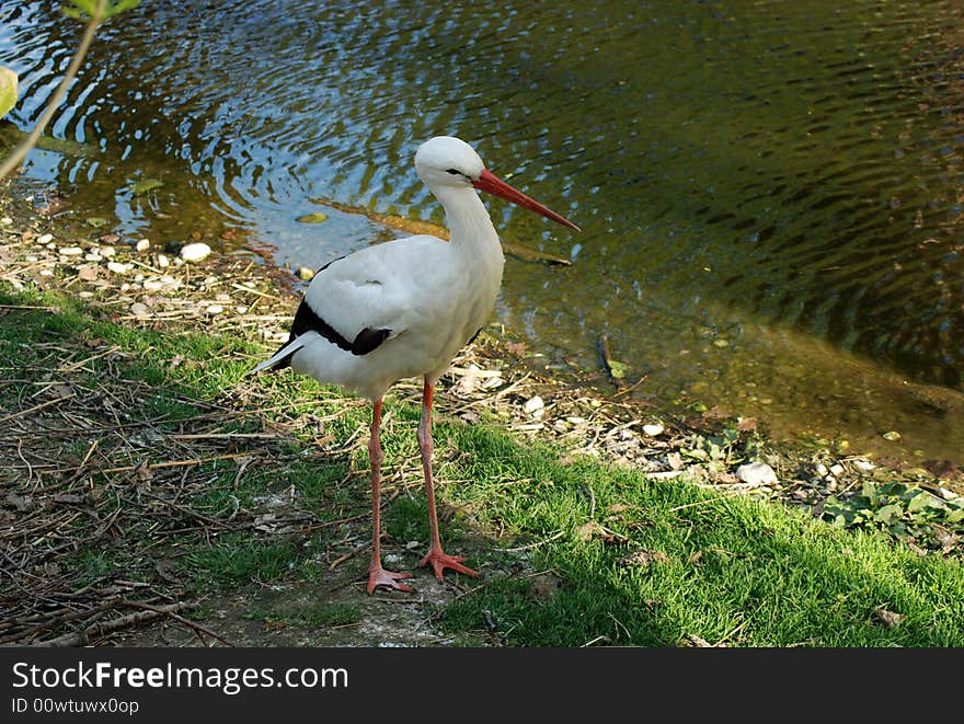 White Stork