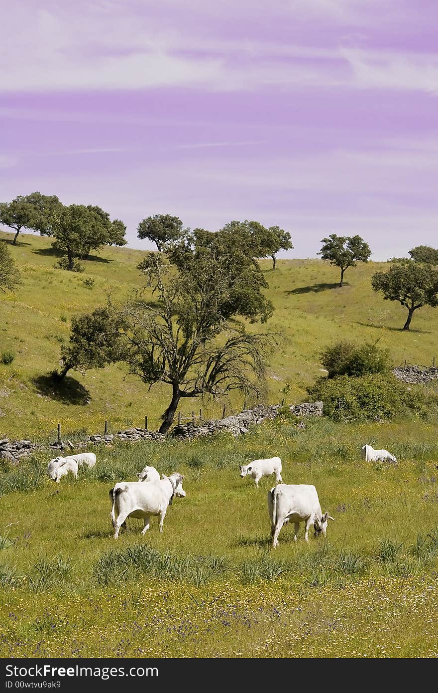 Alentejo landscape in Portugal with cows in the wild. Alentejo landscape in Portugal with cows in the wild