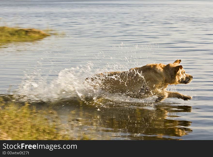 Labrador retriever running into the water. Labrador retriever running into the water