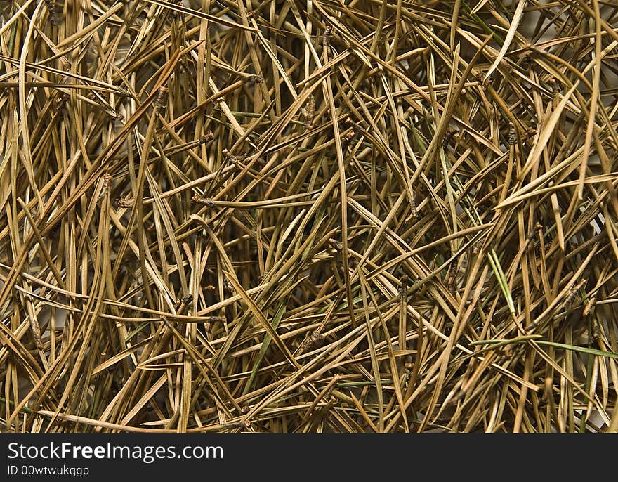 Texture of pine needles on the ground, close-up