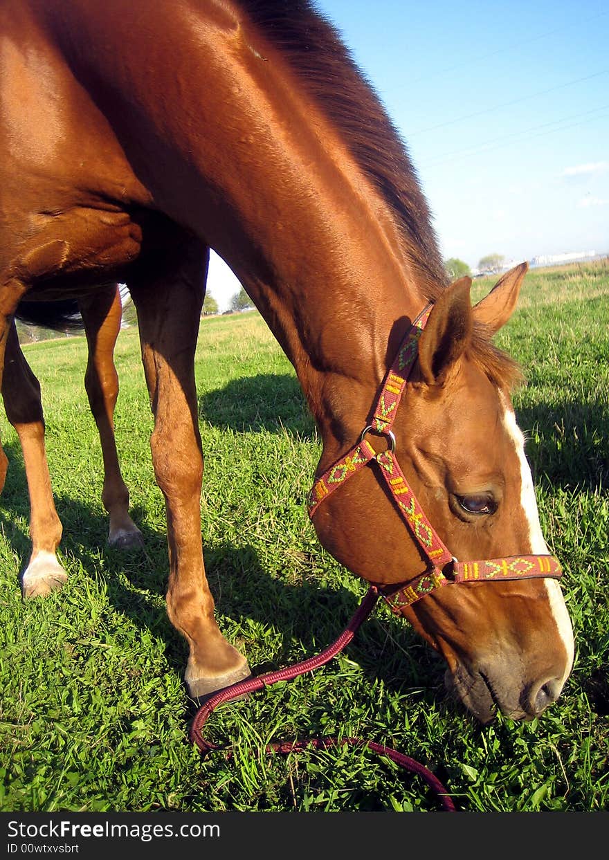 The red horse eats a grass on a pasture