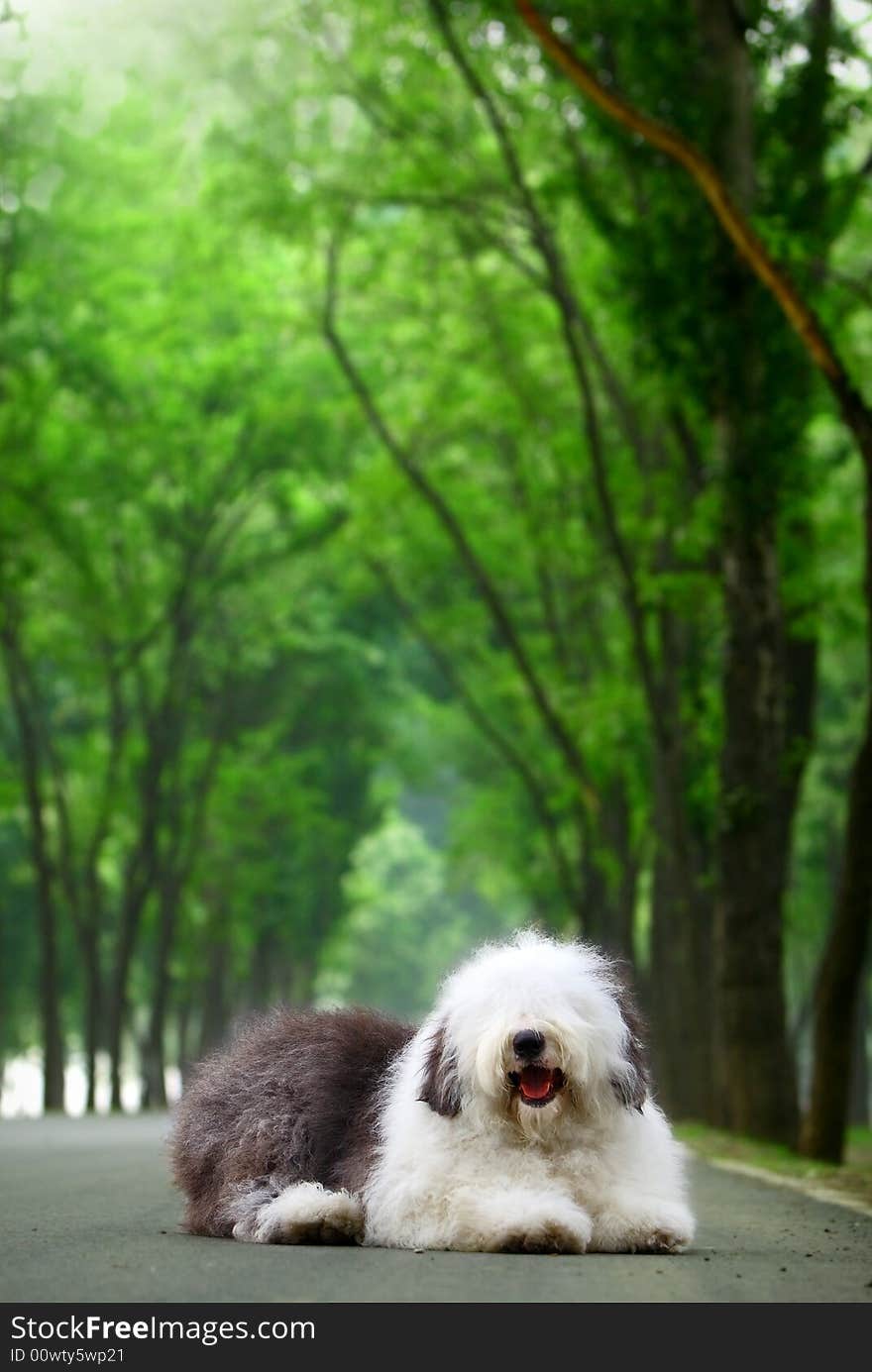 A beautiful english old sheepdog,outdoors