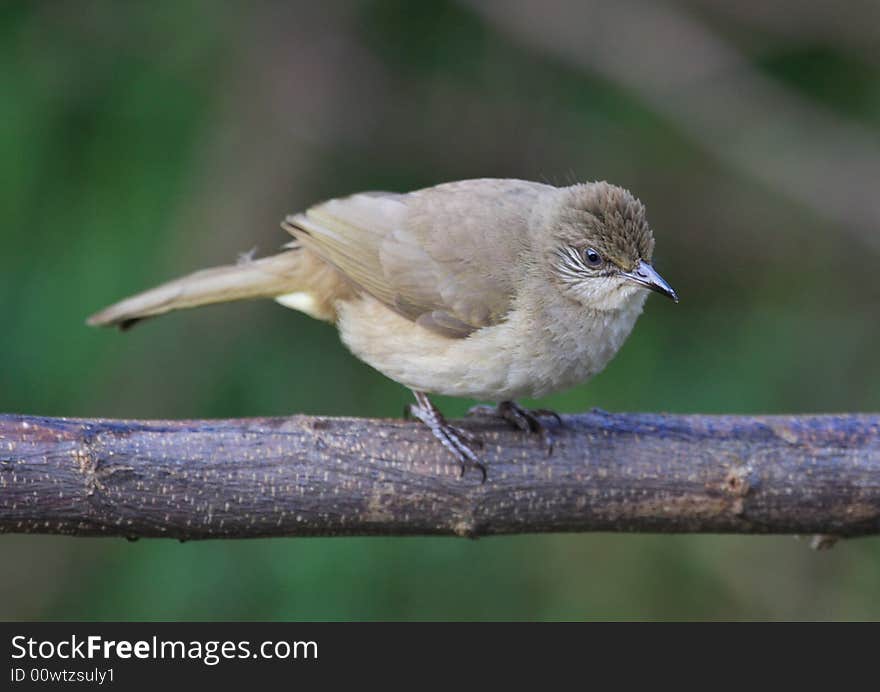 Bird on tree branch. 27-15 jpg