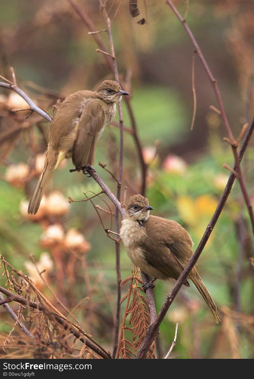 Pair birds on tree branch. 34-50 jpg