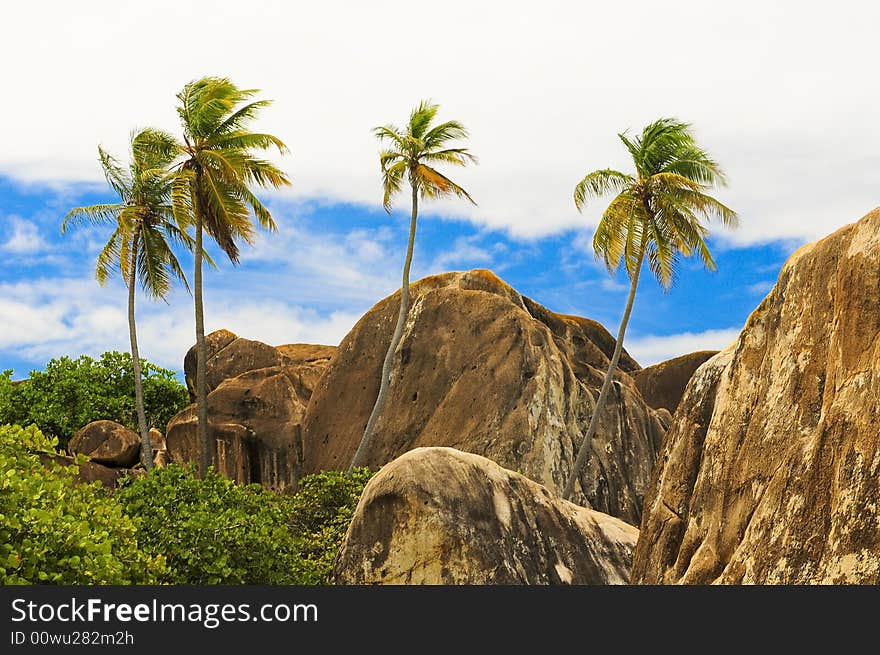 Palm Trees , Ocean View, Blue skies