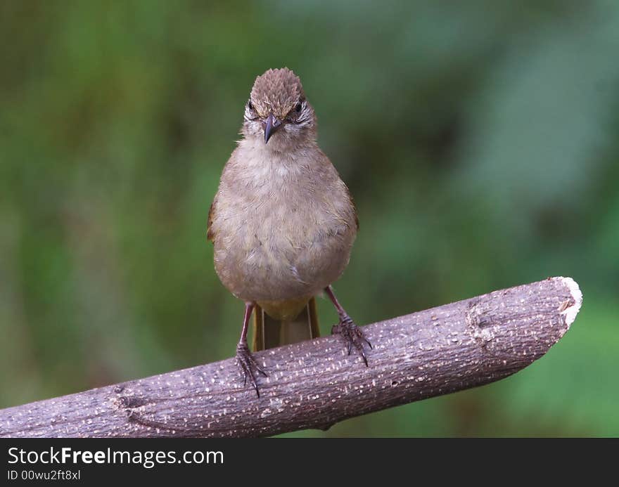 Grey-eyed Bulbul. Colours, back & wings light brown, chest and underbelly light faun, black beak,eyes slate blue. Grey-eyed Bulbul. Colours, back & wings light brown, chest and underbelly light faun, black beak,eyes slate blue.