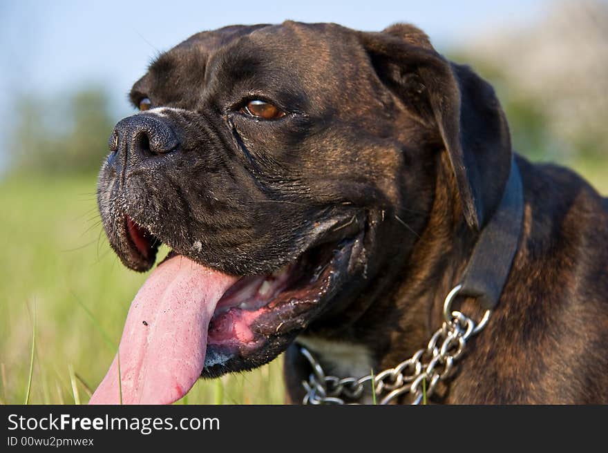 A boxer dog in the countryside