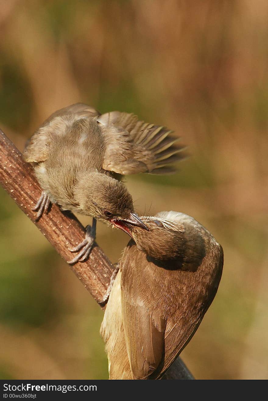 Adult bird feeding young. 59-6 jpg