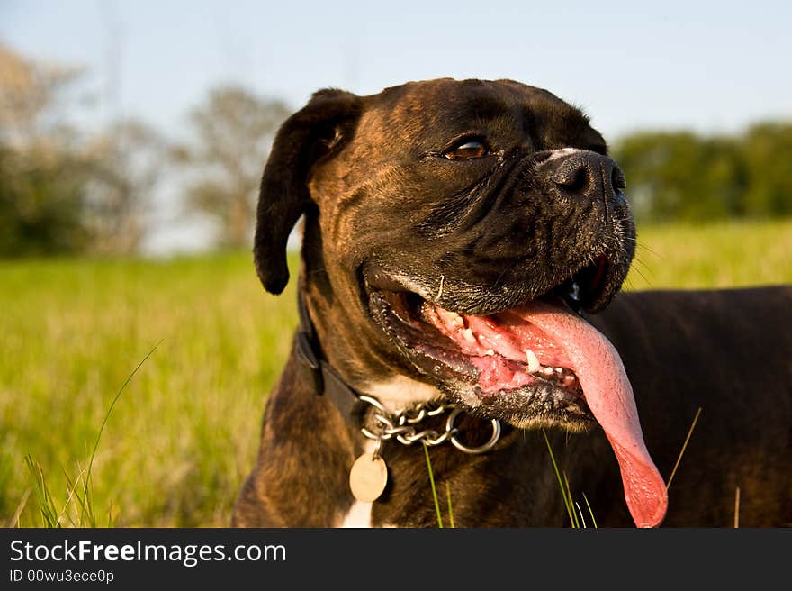 A boxer dog in the countryside