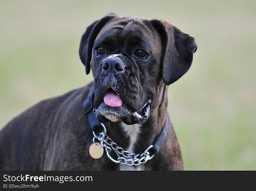 A boxer dog in the countryside