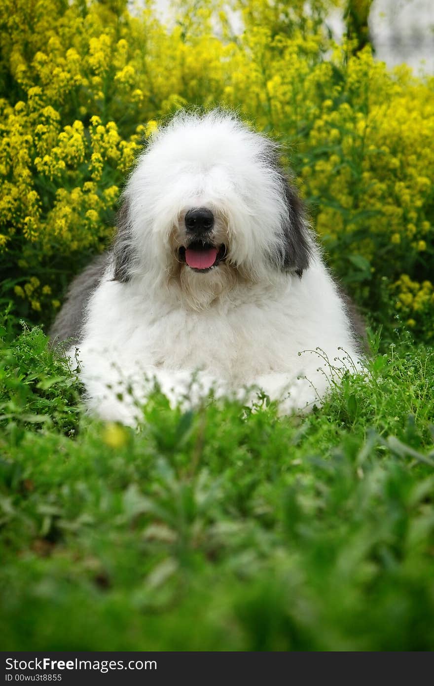 A beautiful english old sheepdog,outdoors