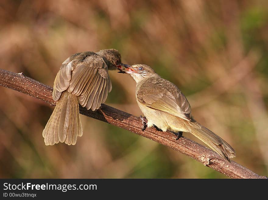 Adult Bird Feeding Young. 59-8 Jpg