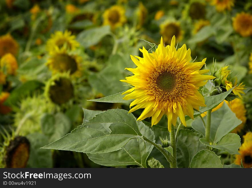 Flowers of sunflowers close up