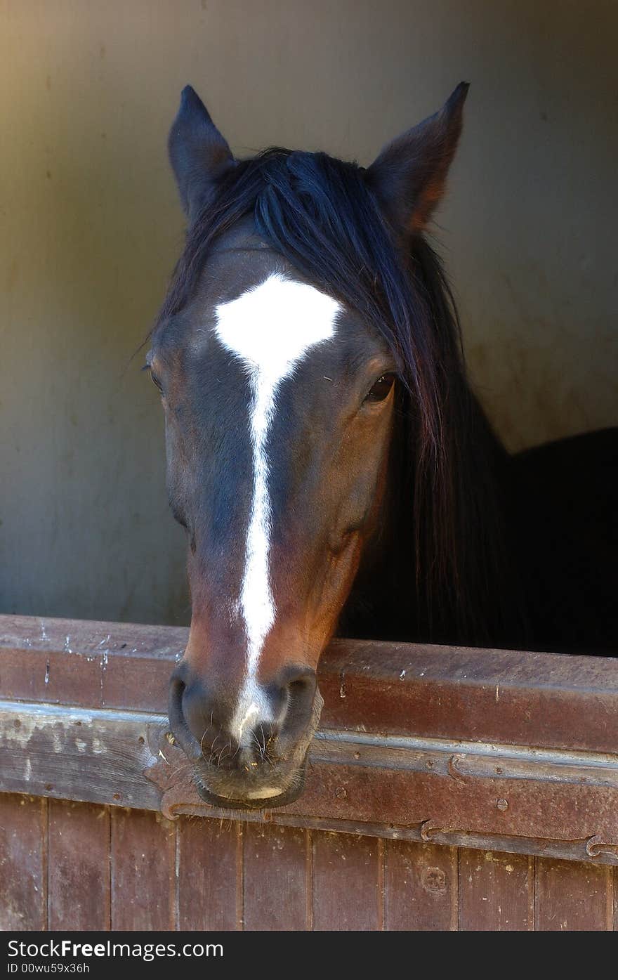 Horse looking out of a barn. Horse looking out of a barn