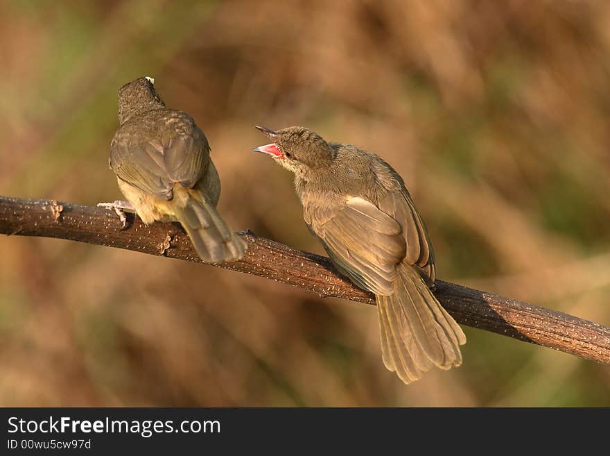 Adult bird feeding young. 59-10 jpg