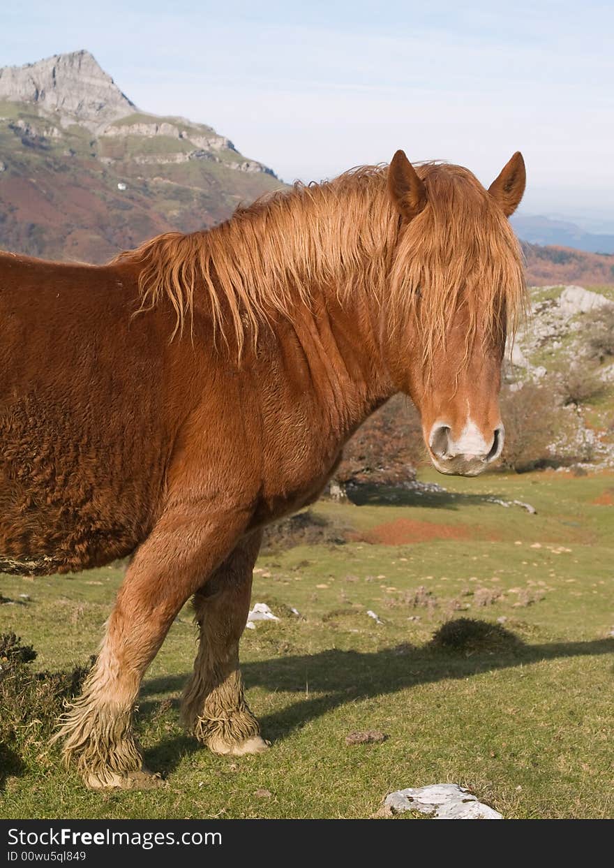 Horse portrait in the mountains of the Basque Country