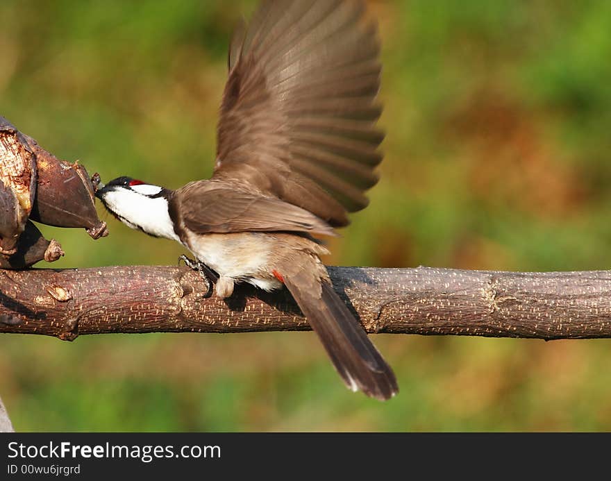 Red-whiskered Bulbul. colourfull bird with red face cheeks & butt, mainly black/brown body and wings. Red-whiskered Bulbul. colourfull bird with red face cheeks & butt, mainly black/brown body and wings.