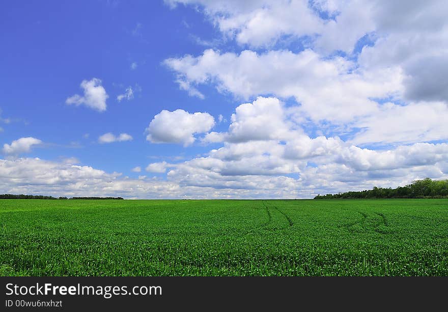 The green field and white cloud. The green field and white cloud