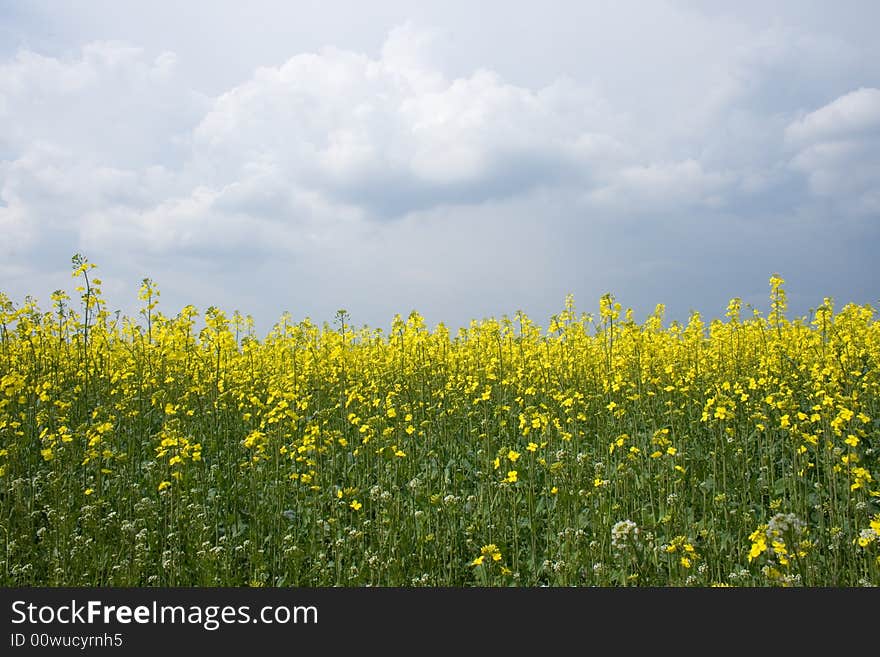 Canola