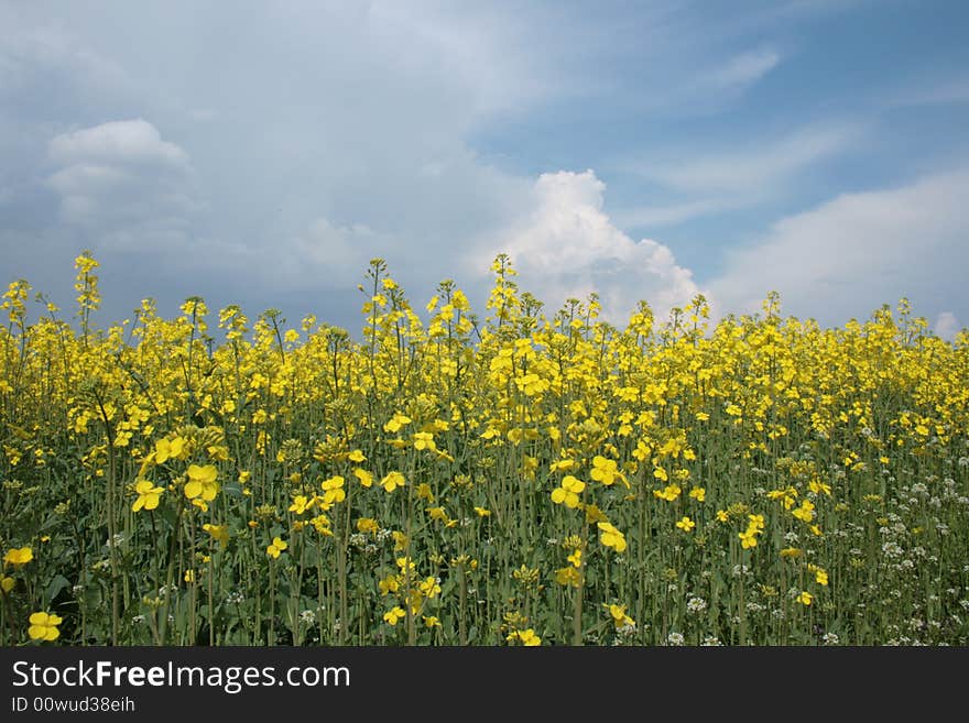 Yellow And Blue