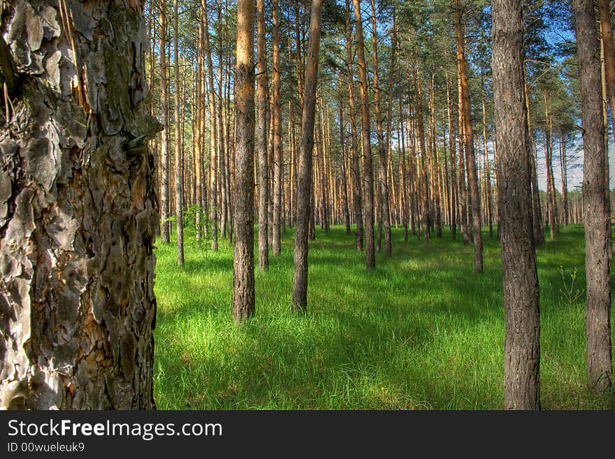 Pine wood. Ukraine. Nearby Izum. Pine wood. Ukraine. Nearby Izum.