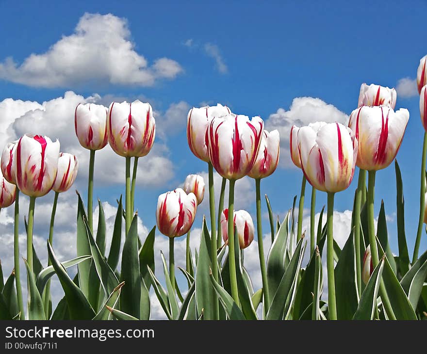 Tulips in a Dutch field. Tulips in a Dutch field.