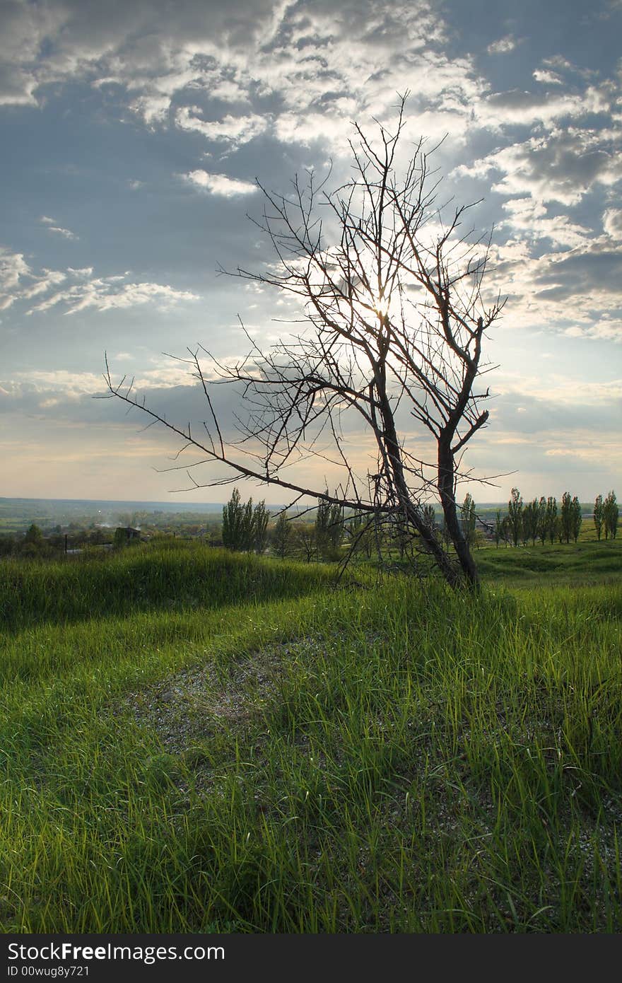 The dried up tree