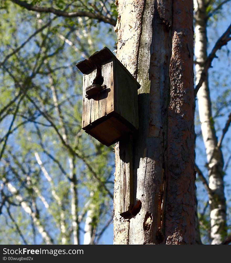 Old birdhouse on a pine-tree