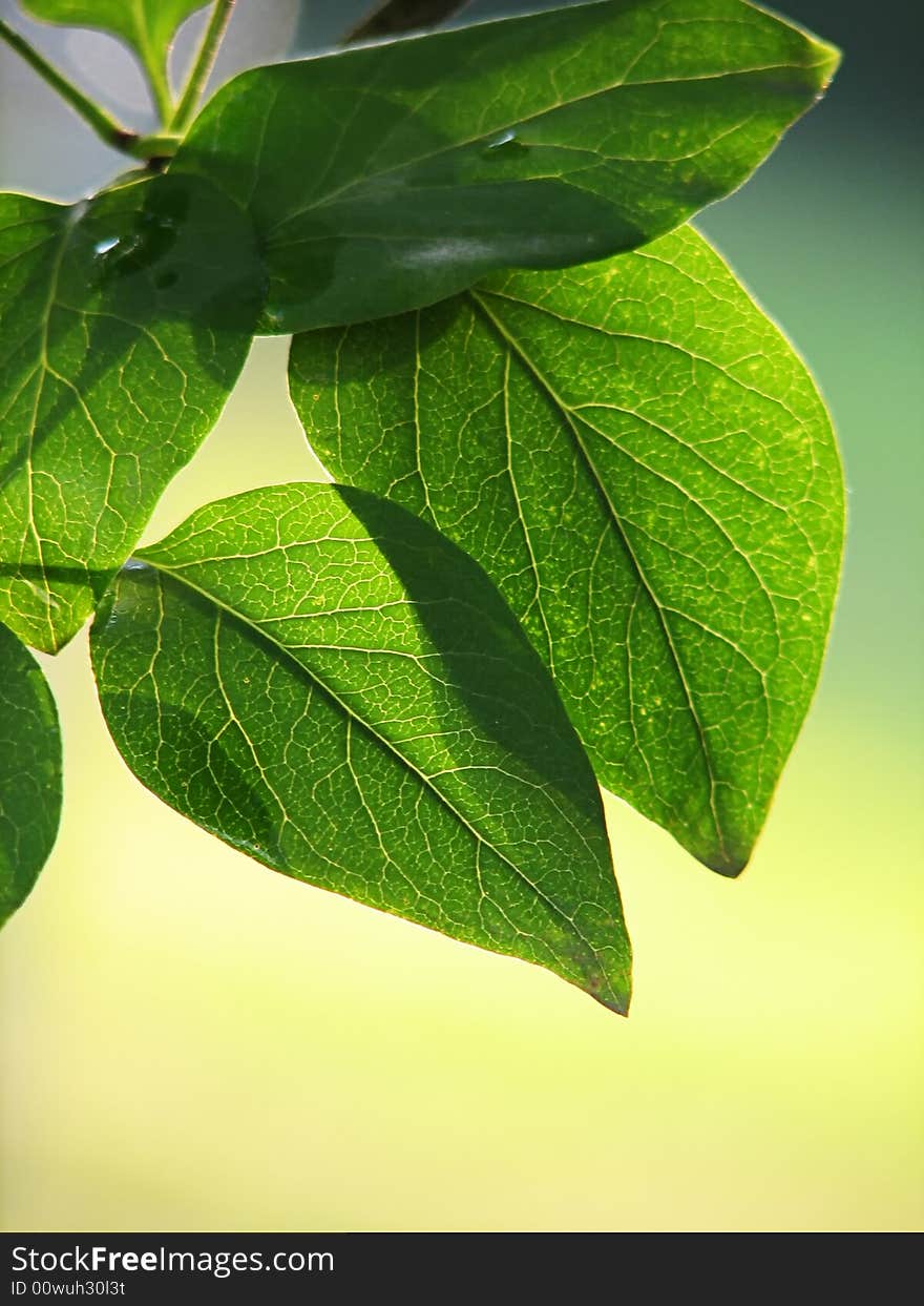 Two green backlit interlapping leaves on branch. Two green backlit interlapping leaves on branch