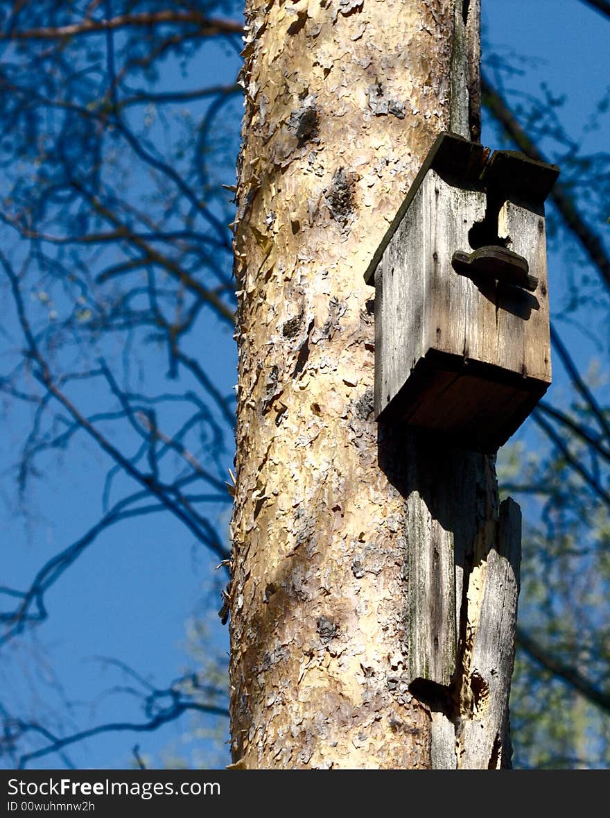 Old birdhouse on a pine-tree